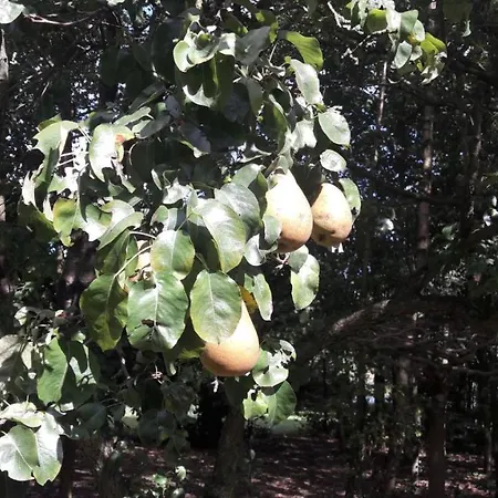 Farmer's Bed & Breakfast